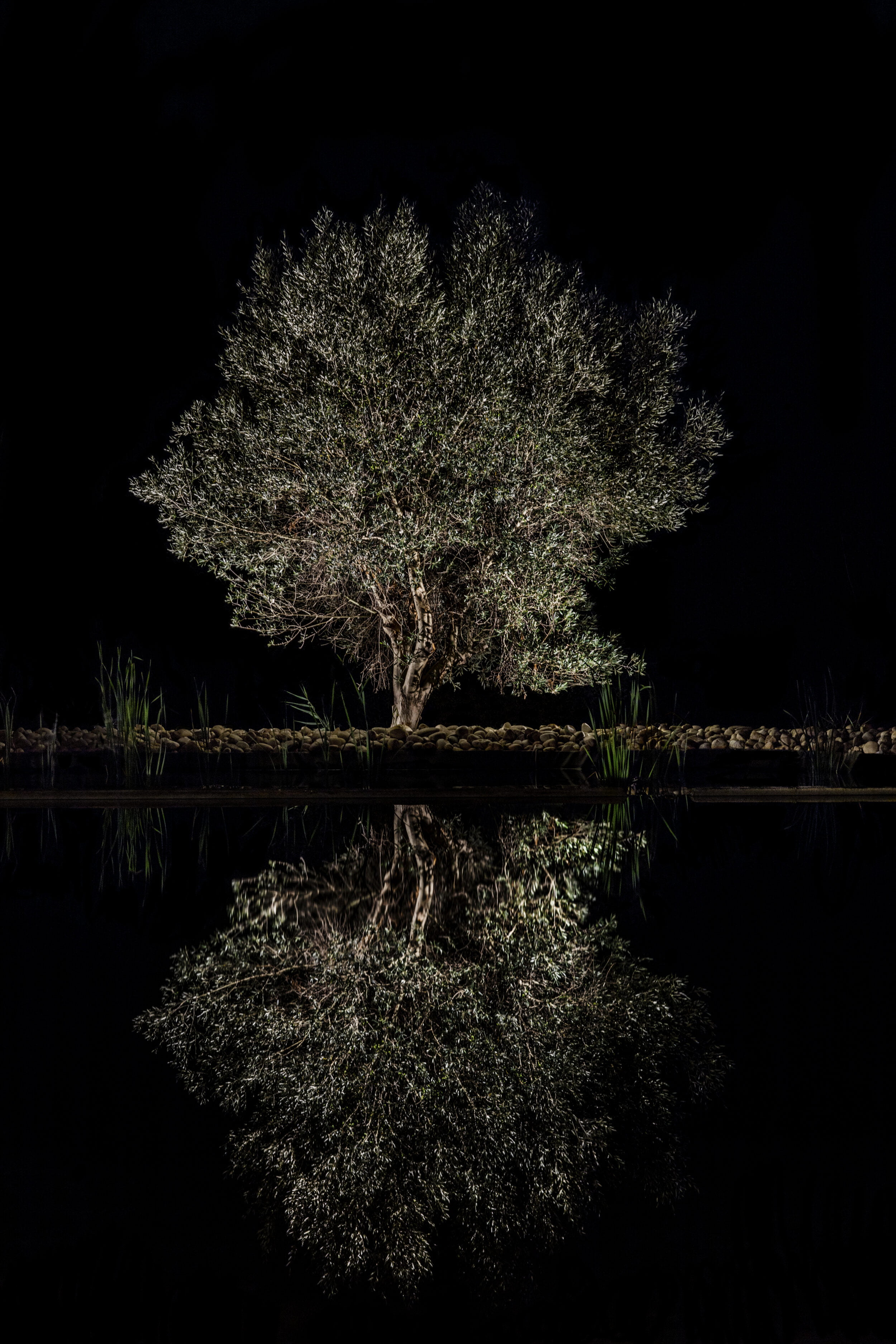 Mirror Olive Nature Series Een olijfboom mijn zwarte achtergrond. Reflectie van de boom in water. Gwenny Eeckels Fine art series
